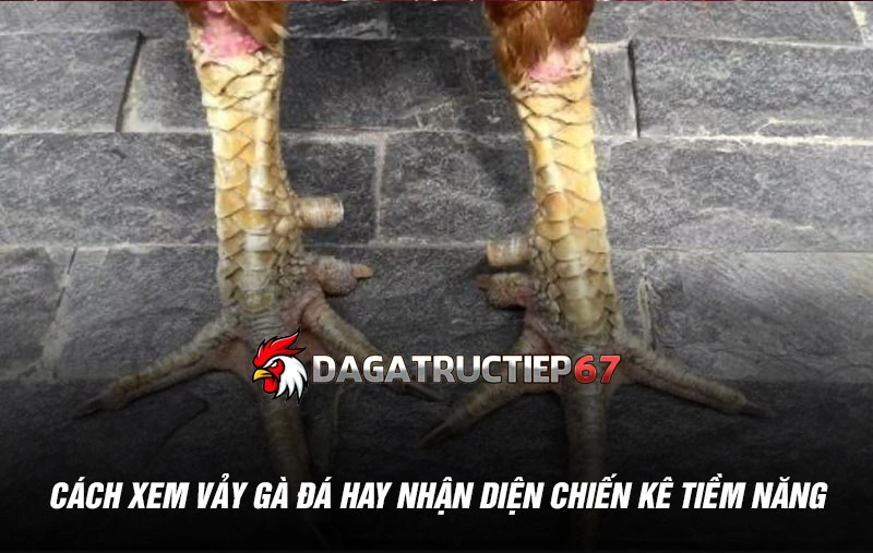 Cách xem vảy gà đá hay giúp sư kê nhận diện chiến kê tiềm năng