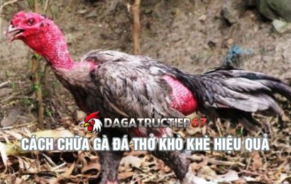 Những cách chữa gà đá bị khò khè đơn giản, hiệu quả