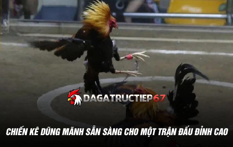 Chiến kê dũng mãnh sẵn sàng cho một trận đấu đỉnh cao
