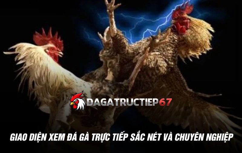 Giao diện xem đá gà trực tiếp sắc nét và chuyên nghiệp