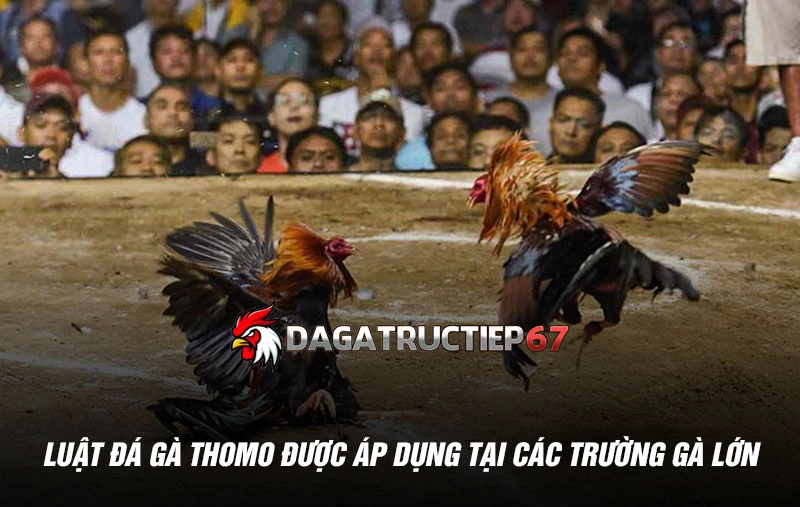 Luật đá gà Thomo được áp dụng tại các trường gà lớn