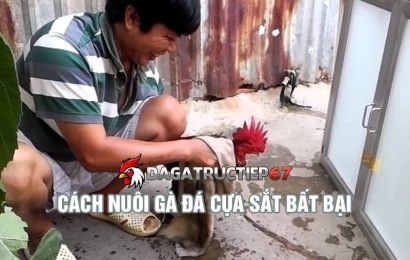 Hướng dẫn cách nuôi gà đá cựa sắt khỏe mạnh, đá cực hay