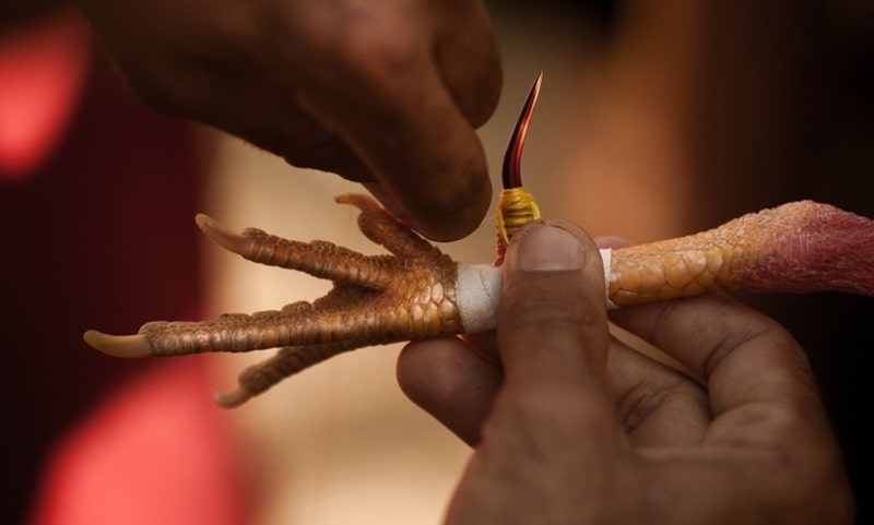 Thực hiện các bài tập luyện hợp lý giúp gà đá phát huy tốt nhất kỹ năng của mình