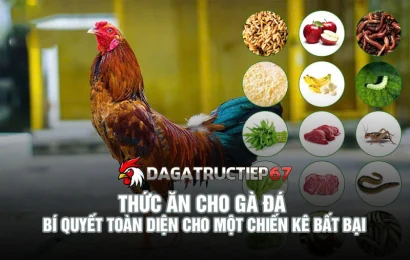 Thức ăn cho gà đá - Bí quyết toàn diện cho một chiến kê bất bại