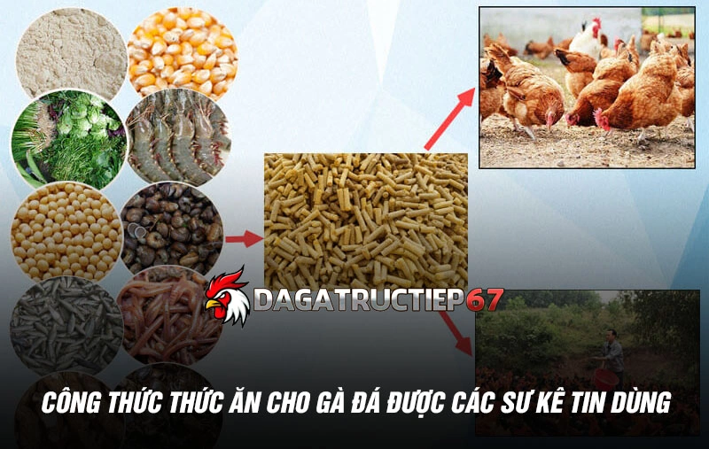 Công thức thức ăn cho gà đá được các sư kê tin dùng