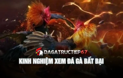 Bỏ túi kinh nghiệm xem đá gà từ chuyên gia [cập nhật mới]