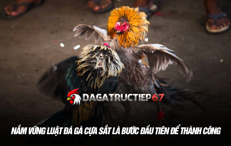 Nắm vững luật đá gà cựa sắt là bước đầu tiên để thành công
