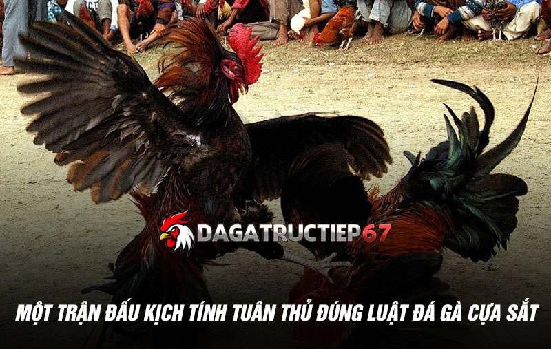 Một trận đấu kịch tính tuân thủ đúng luật đá gà cựa sắt